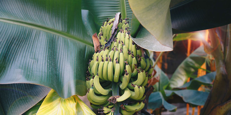 Extraction of banana and plantain fibres